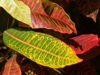 Bunte Blätter an Strauch - La Digue